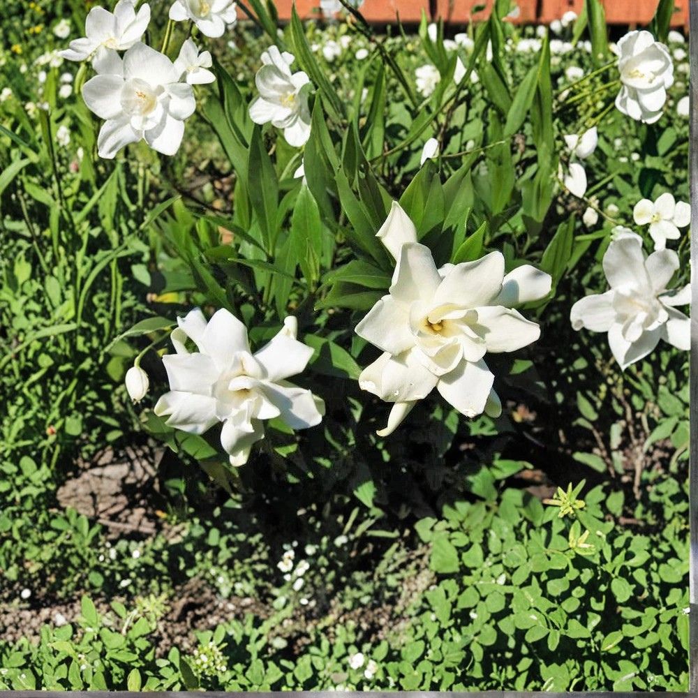 Frost Proof Gardenia Live Plant 1QT | Gardenia jasminoides ‘Frost Proof’ | Cold Hardy Fragrant Evergreen Shrub