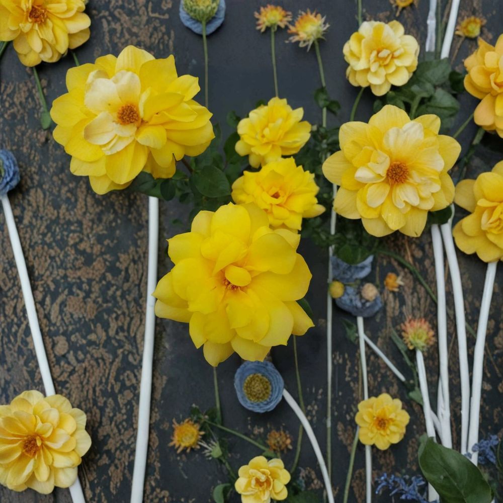 Gold Glow Rose Live Plant | 1 Gallon | Bright Yellow Fragrant Blooms | Rosa Hybrid Tea | Easy Care Flowering Shrub