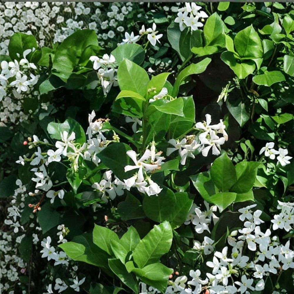 Confederate Star Jasmine Vine - 1QT Live Plant - Fragrant Evergreen Climbing Vine - Trachelospermum jasminoides