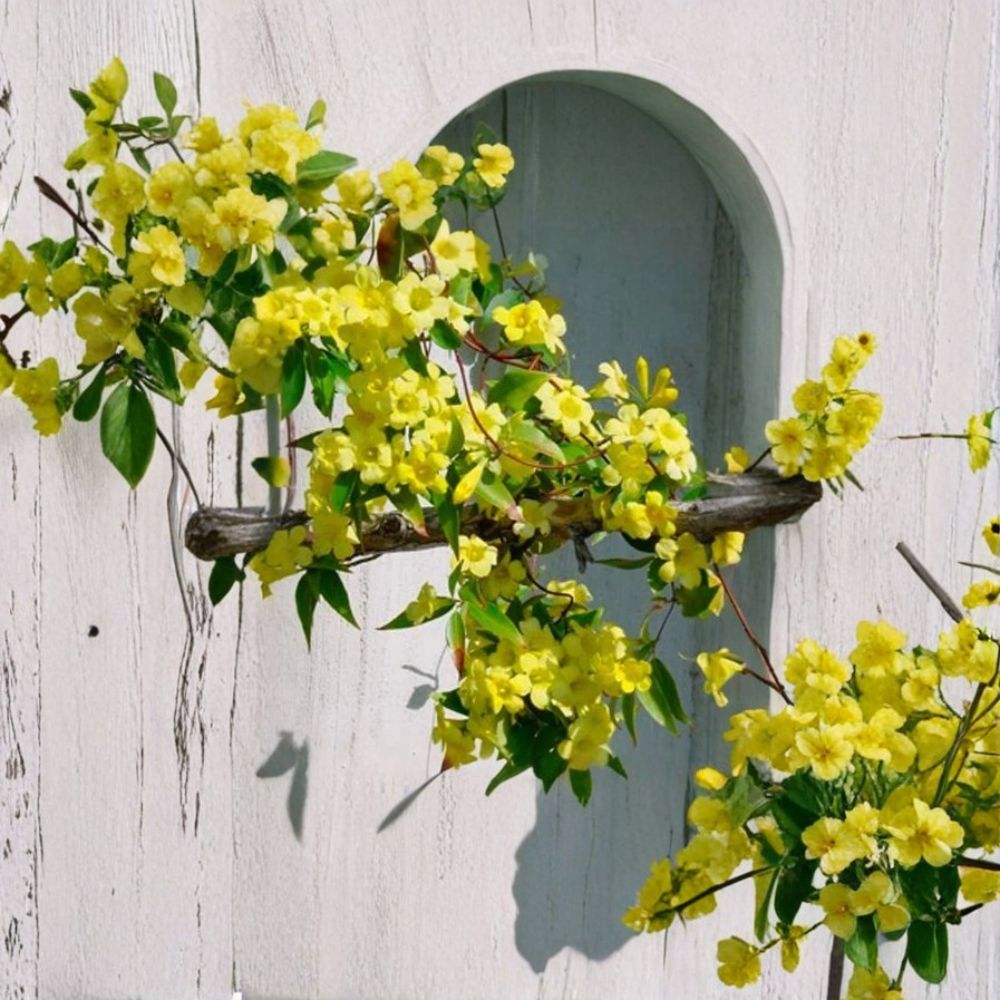 Carolina Jasmine Seeds - 10 Pack - Fragrant Yellow Vine - Gelsemium sempervirens - Easy to Grow Evergreen Climber
