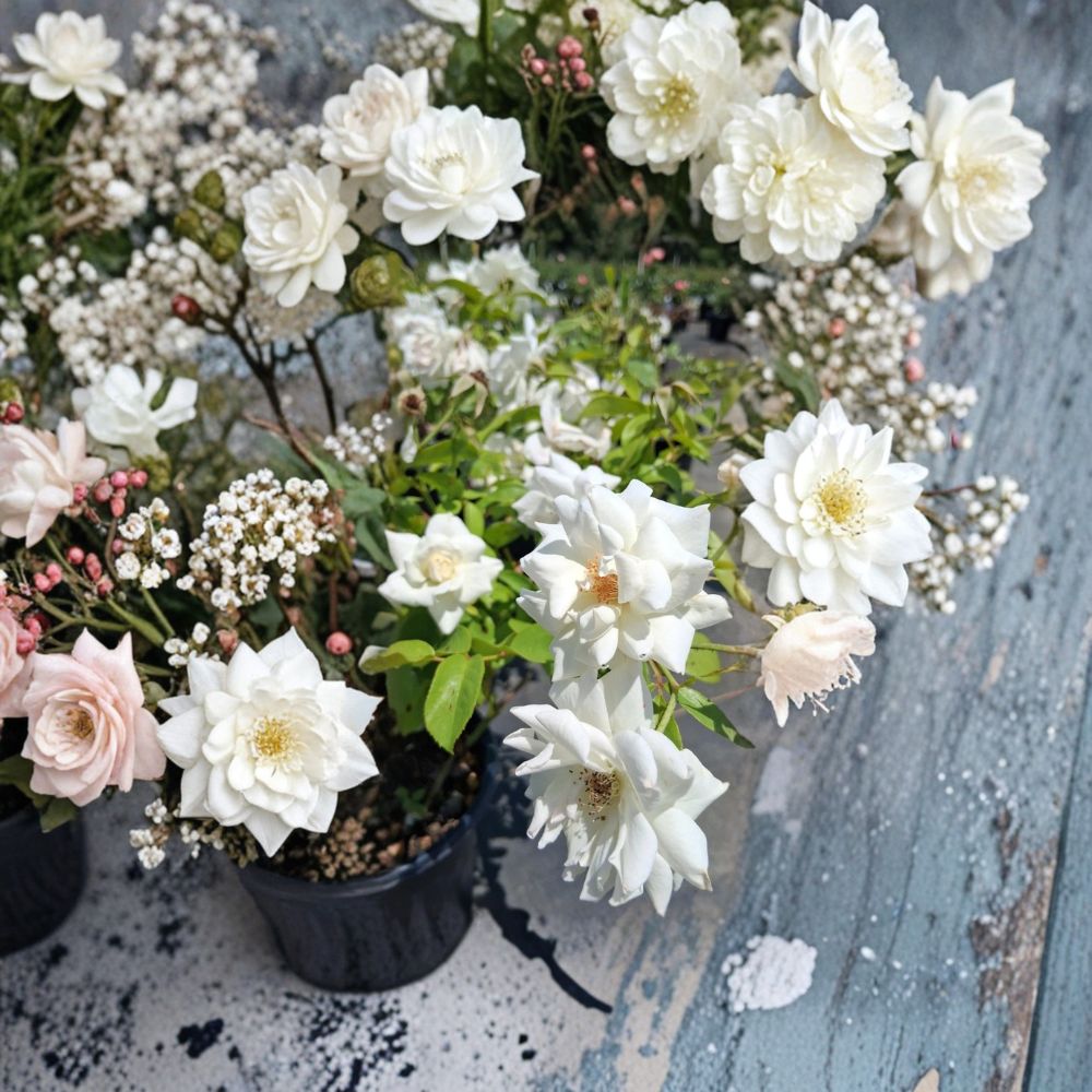Iceberg Floribunda Rose Bush Plant | 1 Gallon | Pure White Blooms | Rosa 'Iceberg' | Live Garden Shrub