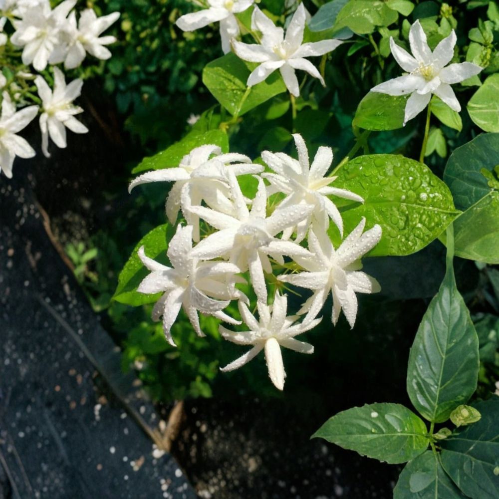 Belle of India Jasmine Plant | Rooted Starter in Pot | Double White Blooms | Jasminum sambac | Fragrant Indoor & Outdoor Flowering Plant