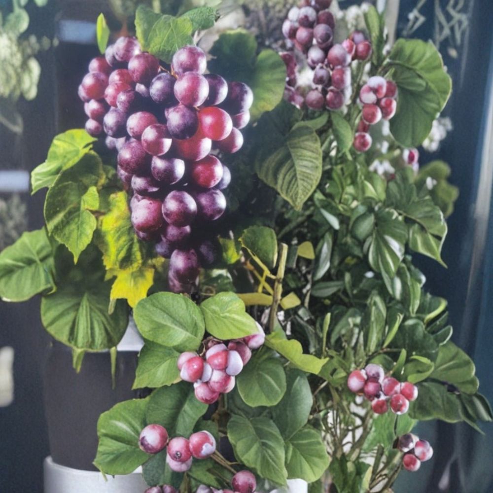 Black Jumbo Muscadine Grape Vine - 3 Gallon Live Plant - Female Fruiting Variety - Vitis rotundifolia - Sweet Black Grapes