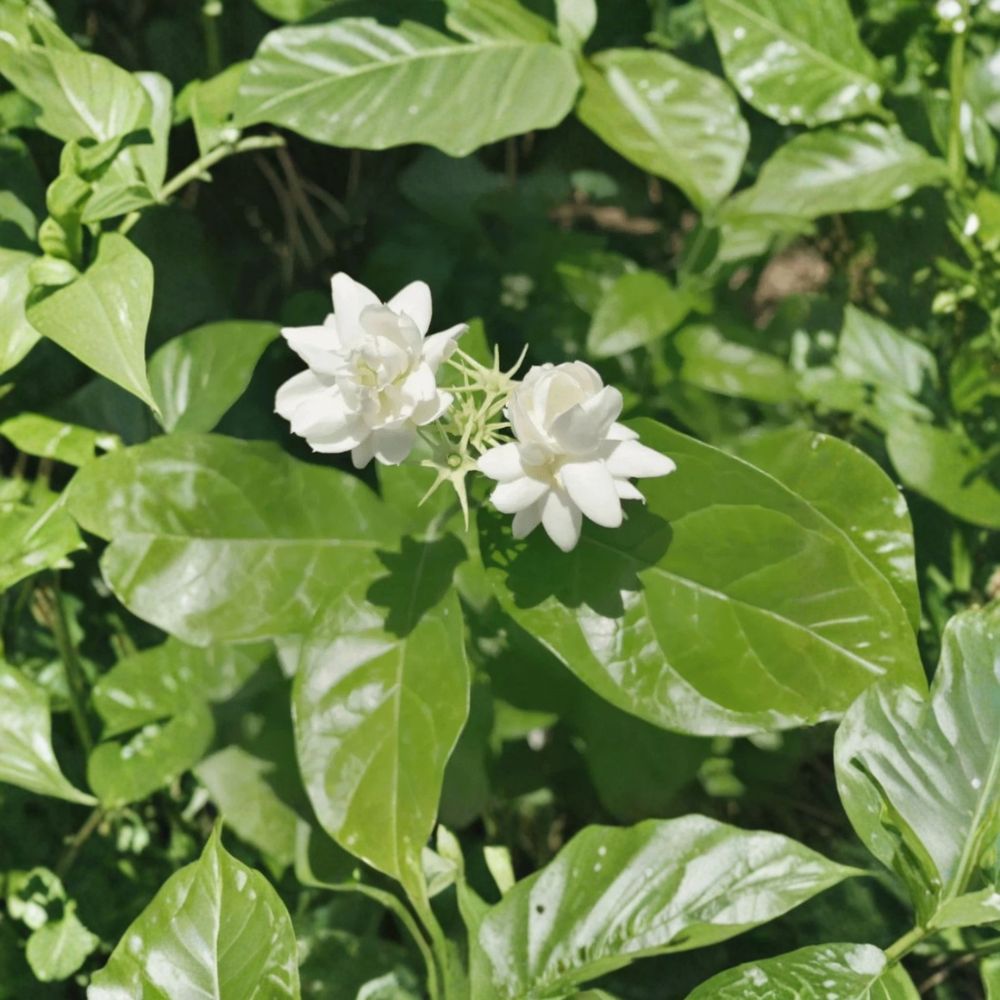 Jasmine Sambac Live Plant - 10” Tall in 3.5” Pot | Fragrant White Flowering Houseplant | Jasminum sambac