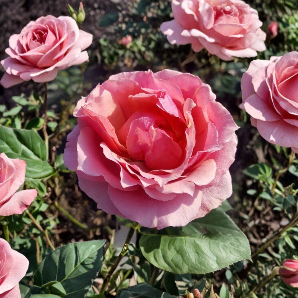 Princesse de Monaco Grandiflora Rose Bush Plant | 3 Gallon | Pink Bi-Color Blooms | Rosa 'Princesse de Monaco' | Easy Care
