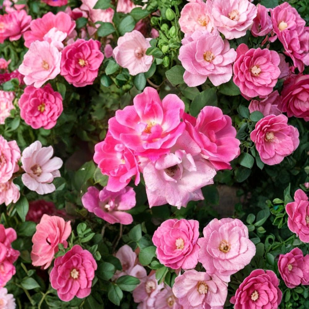 Pink Knock Out® Rose Live Shrub Plant - 1 Gallon - Medium Pink Blooms - Disease Resistant - Rosa 'RADcon'
