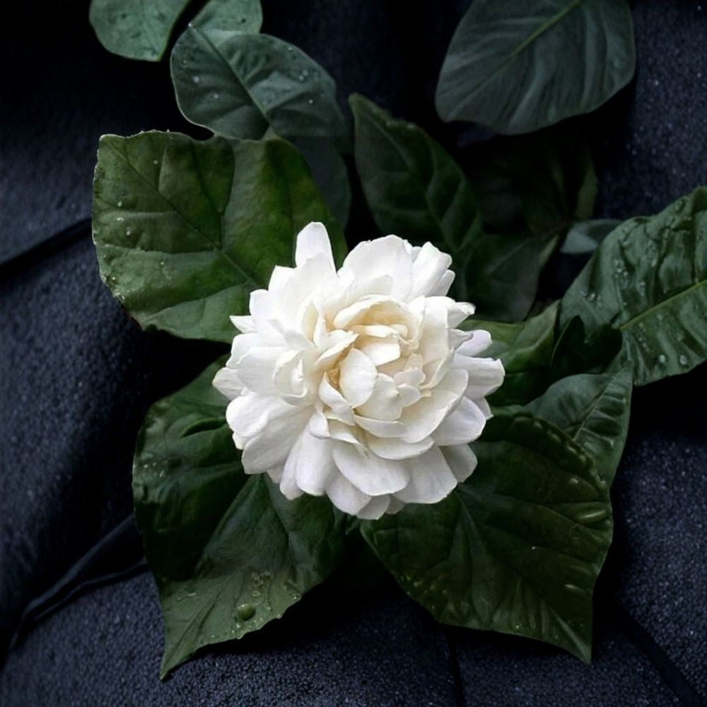 Grand Duke of Tuscany Jasmine Live Plant | 8–15” Starter | Double White Fragrant Blooms | Jasminum sambac