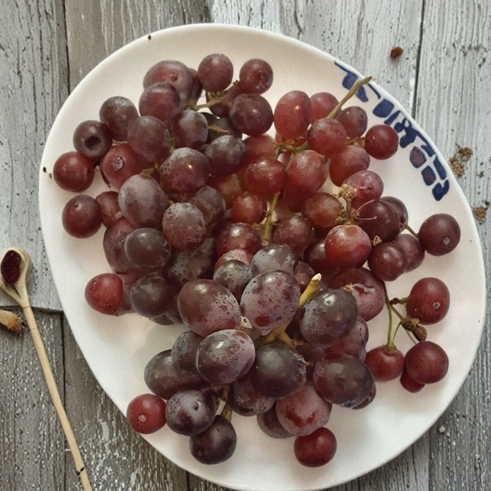 Red Globe Grape Vine | 3 Gallon Live Plant | Self-Fertile Vitis vinifera | Easy to Grow for Home Garden & Edible Landscapes