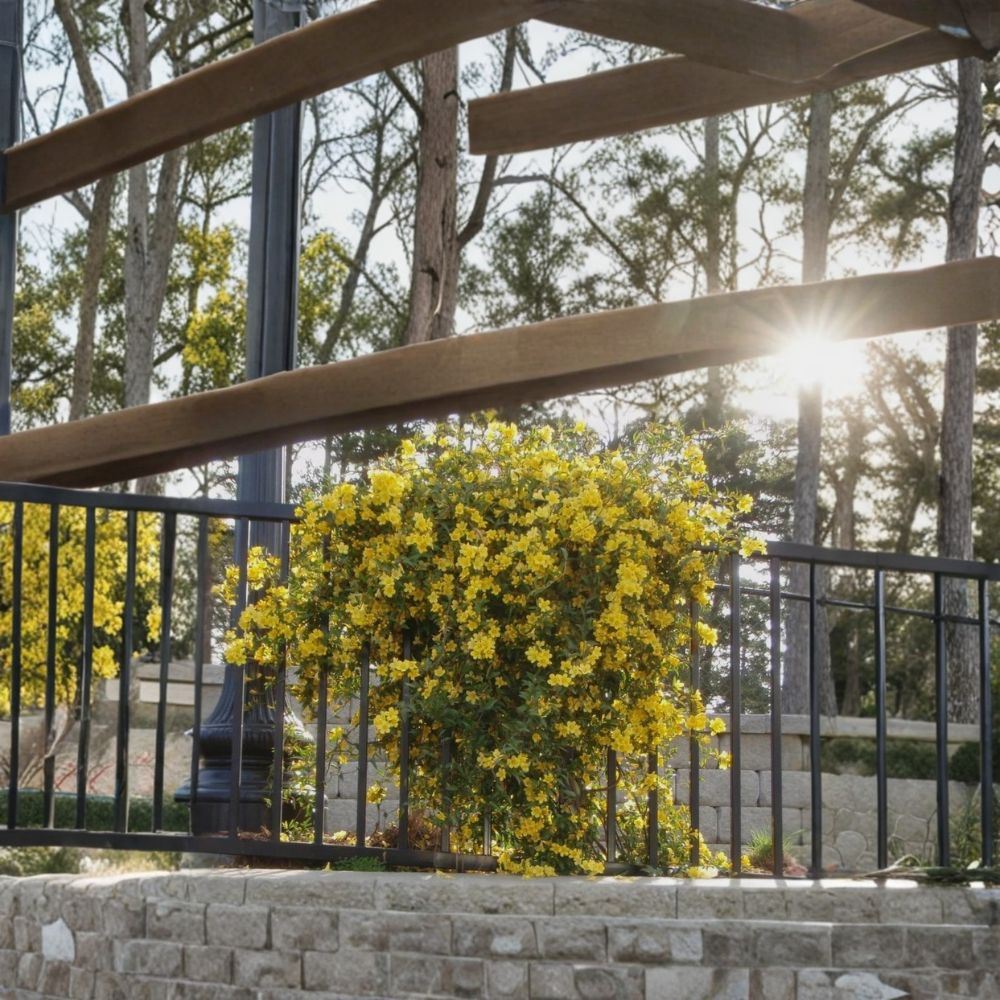 Carolina Jessamine Starter Plant | Fragrant Yellow Evergreen Vine | Gelsemium sempervirens | Live Plant in Pot