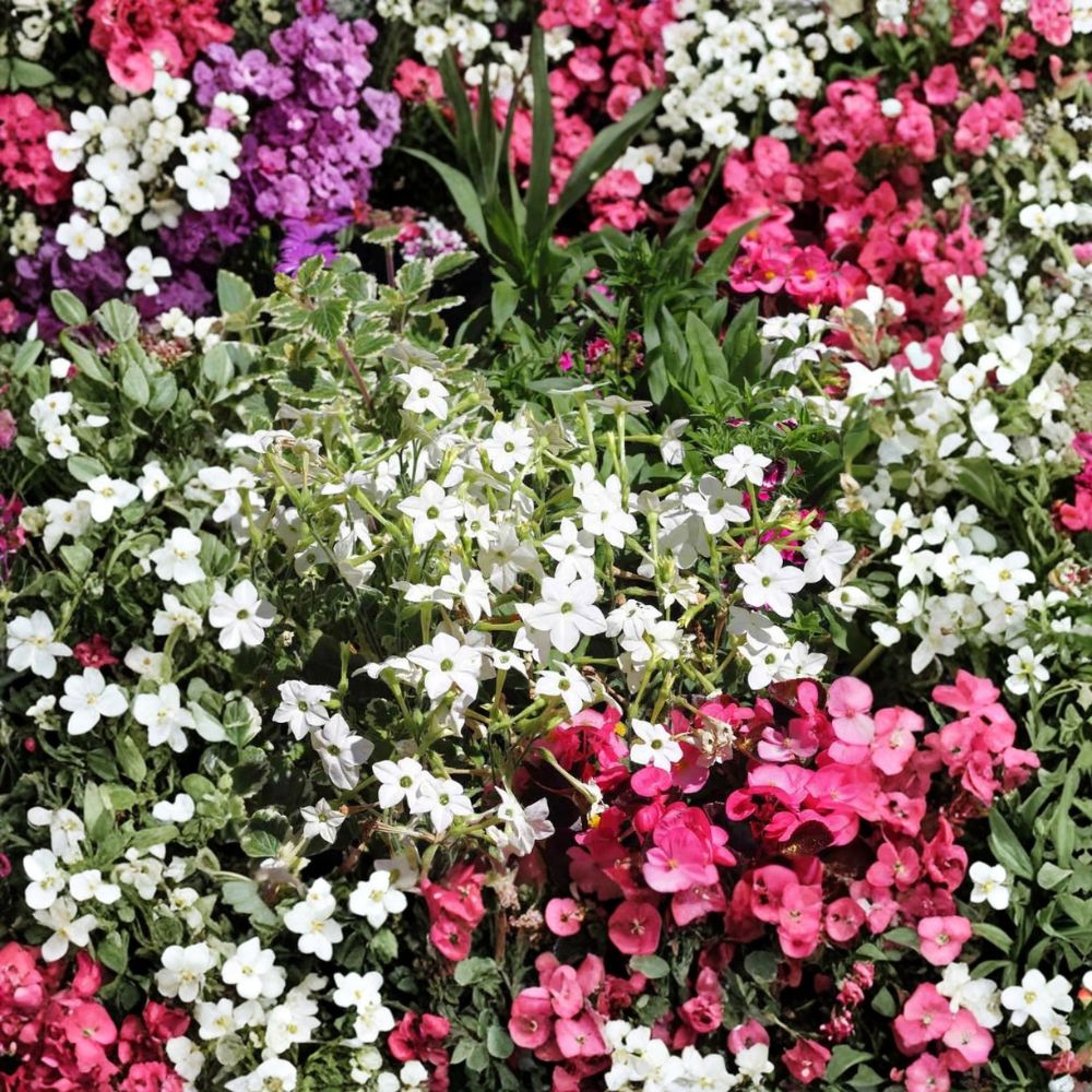 Nicotiana Alata Seeds - 500 Pack | White Jasmine Tobacco | Fragrant Night-Blooming Flower Seeds | Non-GMO Pollinator Garden