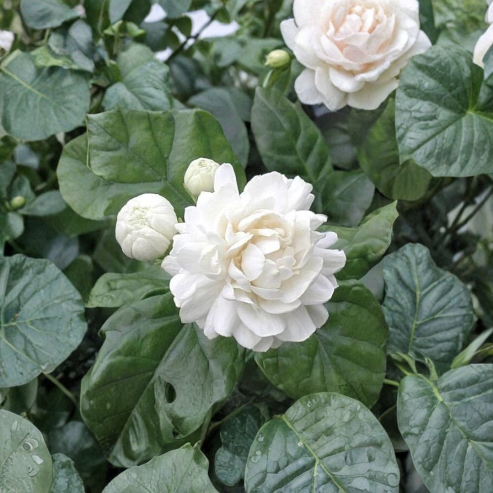 Grand Duke of Tuscany Jasmine Plant - Small Starter | Jasminum sambac 'Grand Duke of Tuscany' | Fragrant Double White Blooms