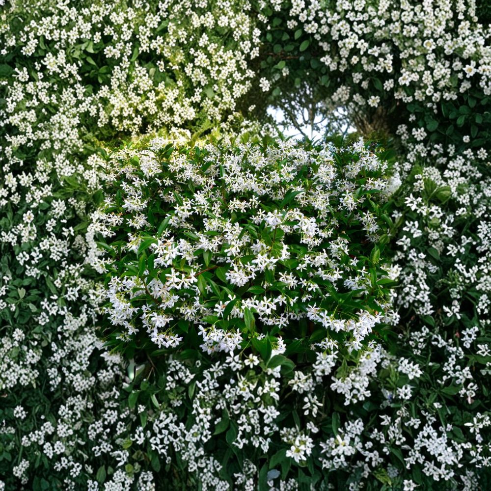 Madison Hardy Star Jasmine Seeds | 5 Rare Cold Hardy Seeds | Fragrant Evergreen Vine | Trachelospermum jasminoides ‘Madison’
