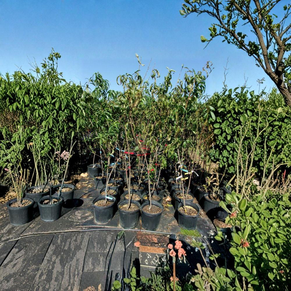 Blaze Prince Peach Tree – Live Fruit Tree – Sweet Juicy Freestone Peaches – Prunus persica 'Blaze Prince' – Easy to Grow