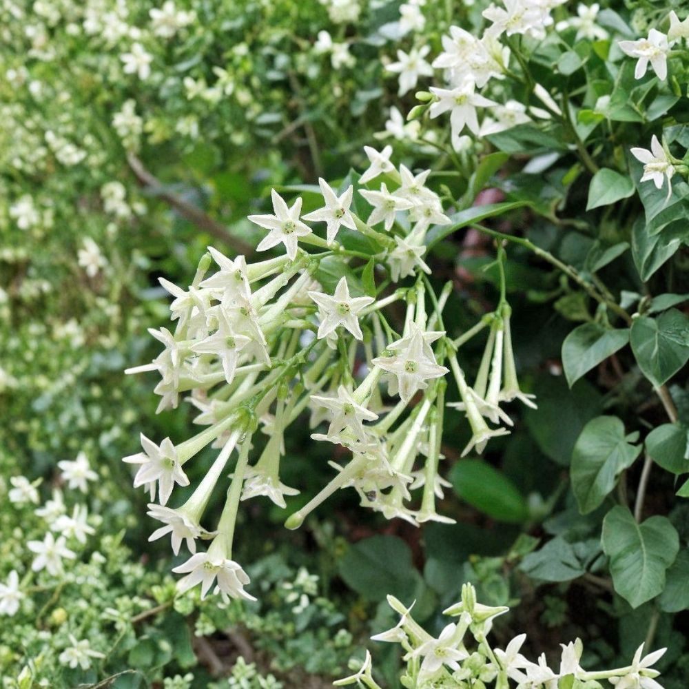 Night Blooming Jasmine Set of 2 Starter Plants | Cestrum nocturnum | Fragrant Evergreen Shrub | Patio & Garden Ready