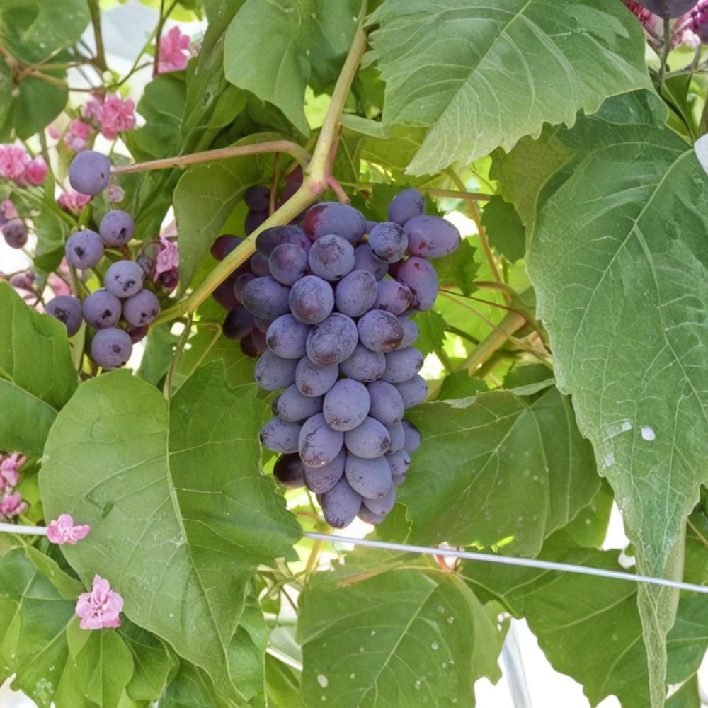 Jupiter Seedless Muscat Grape Cuttings 5 Pack | Vitis hybrid | Sweet Table Grapes for Home Vineyard | Fresh Propagation Set