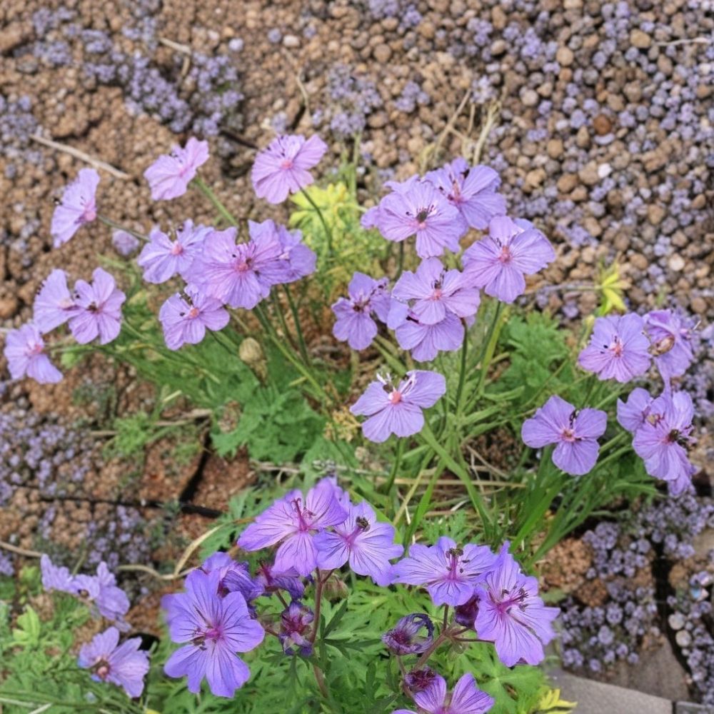Malviflorum Geranium Seeds - 25+ Hardy Perennial Flower Seeds - Colorful Pink to Purple Blooms - Geranium malviflorum