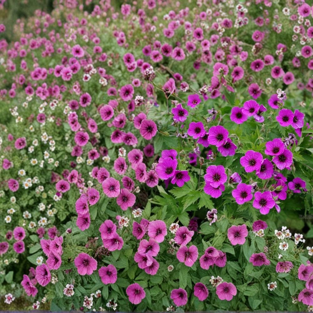 Bressingham Flair Geranium Seeds - 25+ Premium Pelargonium Flower Seeds for Colorful Garden Blooms, Easy to Grow