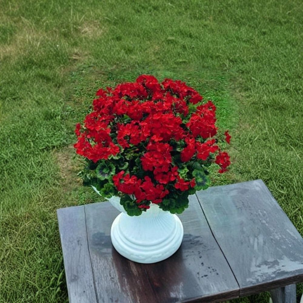 Breakaway Red Zonal Geranium Seeds - 5 Annual Flower Seeds, Heat Tolerant Cascading Variety, Pelargonium × hortorum