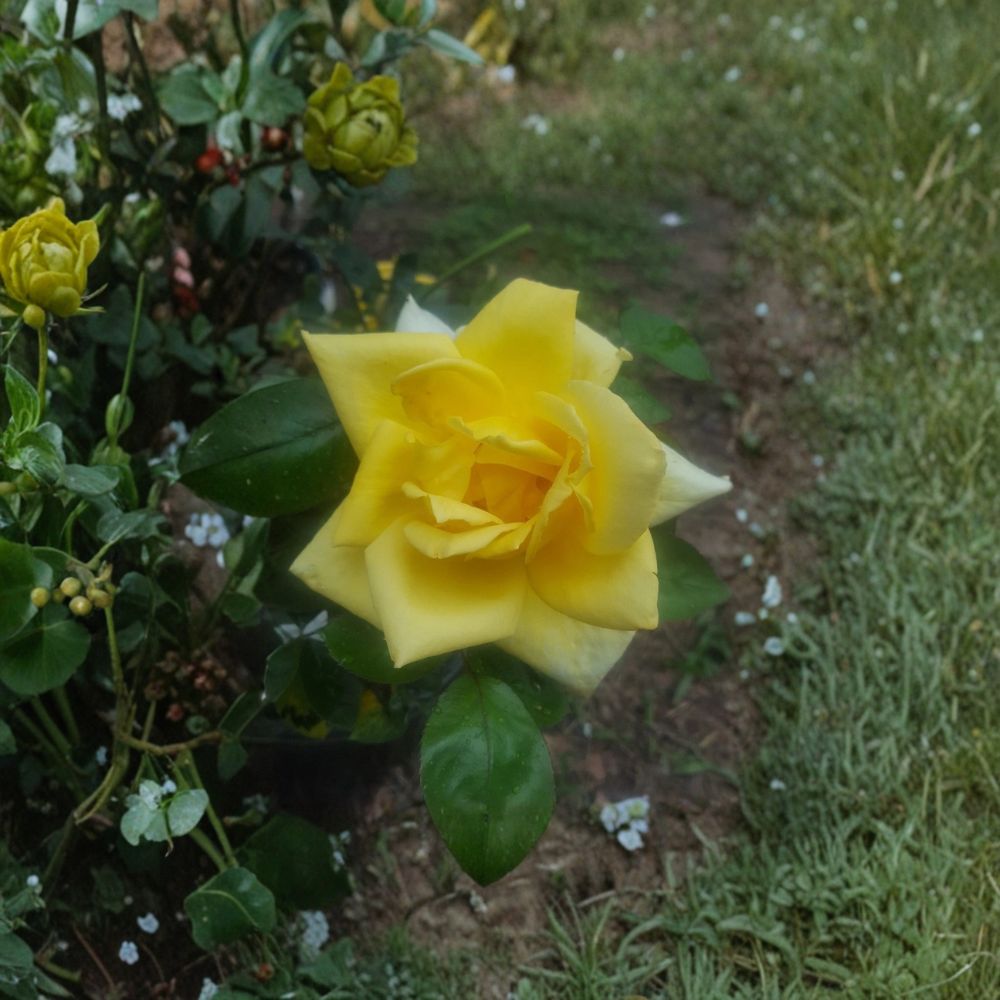 Oregold Grandiflora Rose Plant - 2 Gallon Yellow Bush Rose - Rosa Grandiflora 'Oregold' - Bright Golden Blooms, Easy to Grow