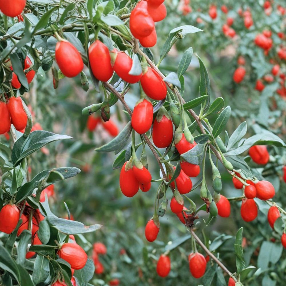 Goji Berry Plant Live Starter | Wolfberry Seedling | Lycium chinense | Superfood Fruit for Patio & Backyard Gardening