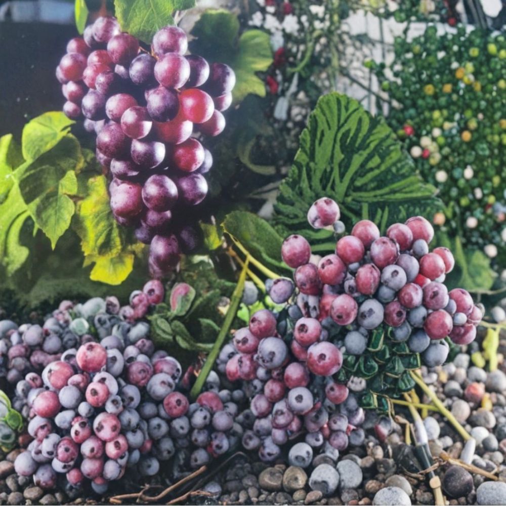 Black Fry Muscadine Grape Vine – 3 Gallon Self-Fertile Fruit Plant – Vitis rotundifolia 'Black Fry' – Easy to Grow for Gardens