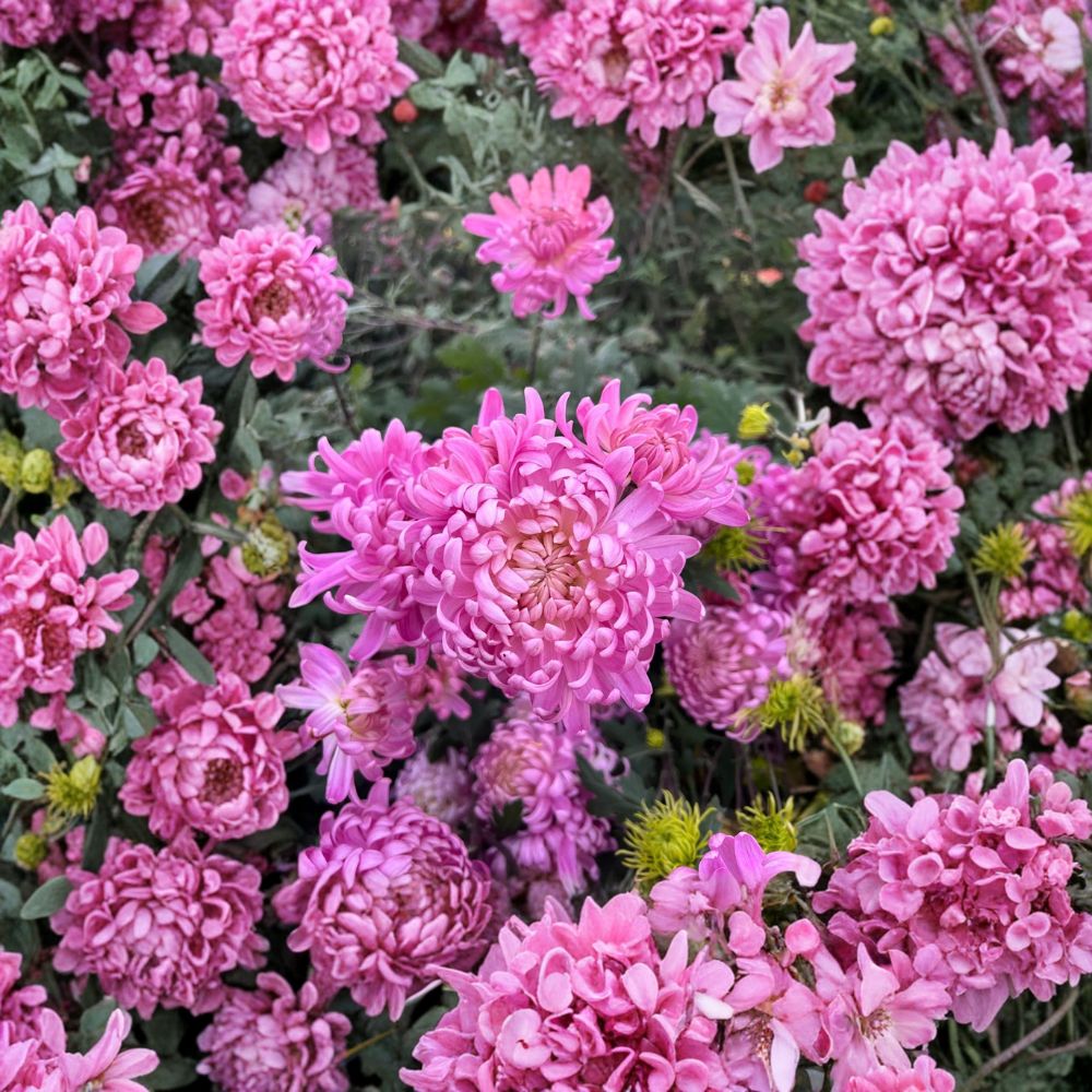 Pink Queen Chrysanthemum Plants 2 Pack | Large Bloom Perennial Flowers | Chrysanthemum morifolium | Garden Mum | 粉国华菊花