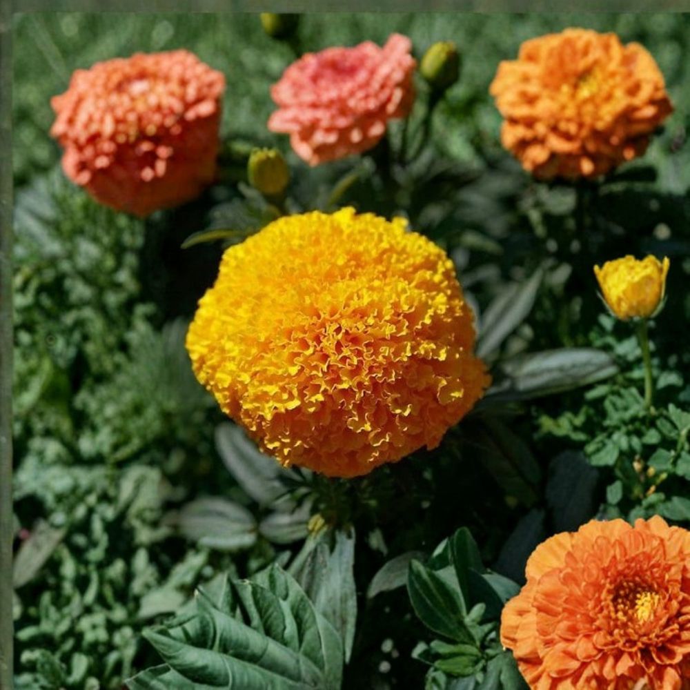Marigold Seeds 250 Count Coco Gold Tagetes erecta Golden Cut Flowers Tall African Weather Resistant Easy to Grow