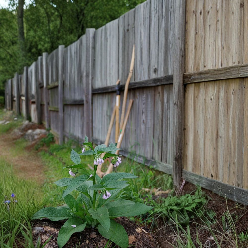 Russian Comfrey Root Cuttings - 10 Organic Bocking 14 Cuttings | Symphytum × uplandicum | Permaculture Fertilizer Plant