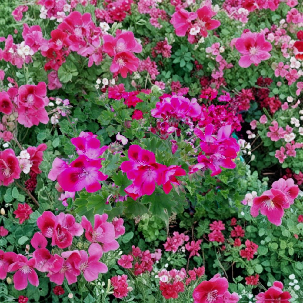 Rare Hot Magenta Pink Regal Geranium Cuttings - 2 Live Pelargonium Starters | Exotic Orchid-Like Blooms | Hardy Patio Flower