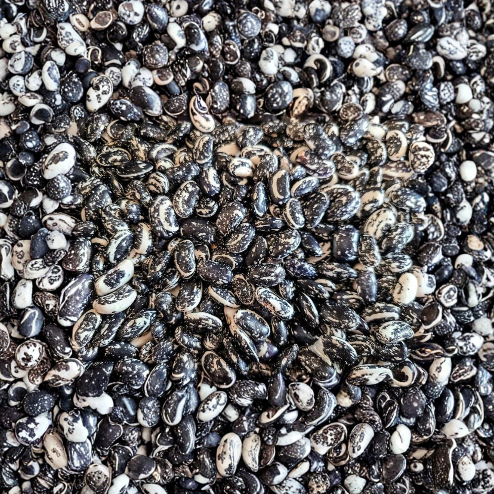 Haudenosaunee Skunk Bean Seeds | 25 Organic Non-GMO Heirloom Seeds | Phaseolus vulgaris | Iroquois Pole Bean