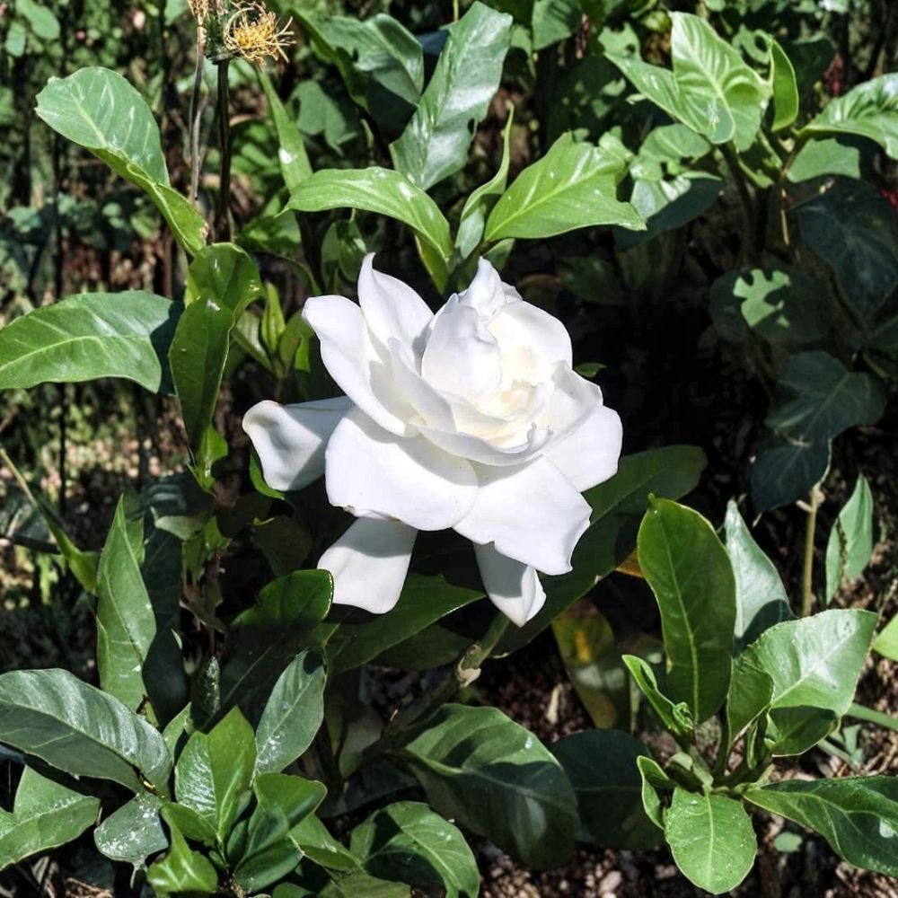 Gardenia Bush Set of 2 | Heirloom White Cape Jasmine | Fragrant Flowering Shrub | Gardenia jasminoides | Bare Root