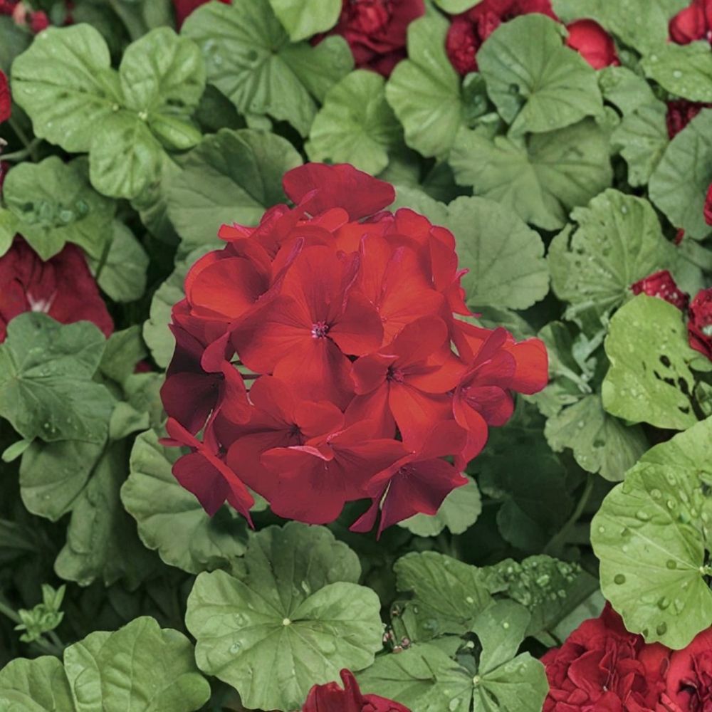 Ringo Cardinal Geranium Seeds - 15 Premium Seeds - Early Blooming Red Flowers - Pelargonium x hortorum - Patio Friendly