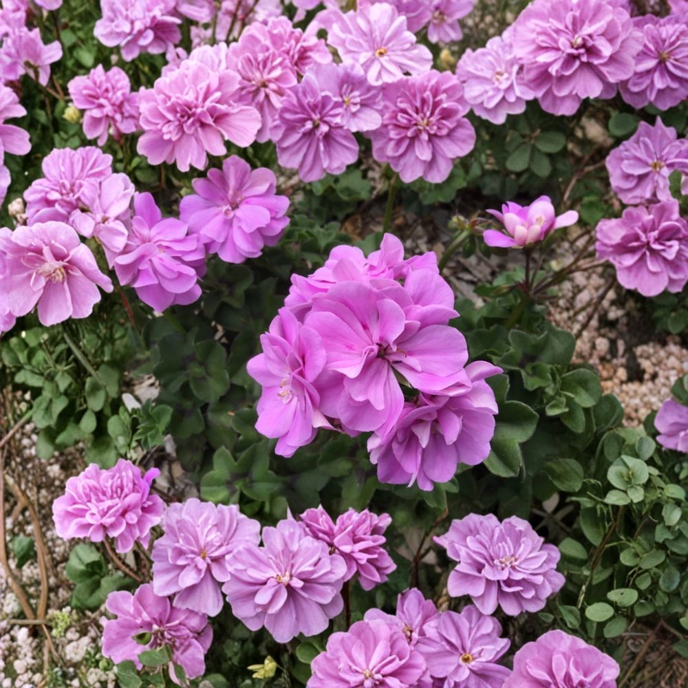 Ivy Geranium Cuttings - 8 Live Double Bright Pink Pelargonium peltatum - Trailing Flowers for Hanging Baskets - Easy to Root