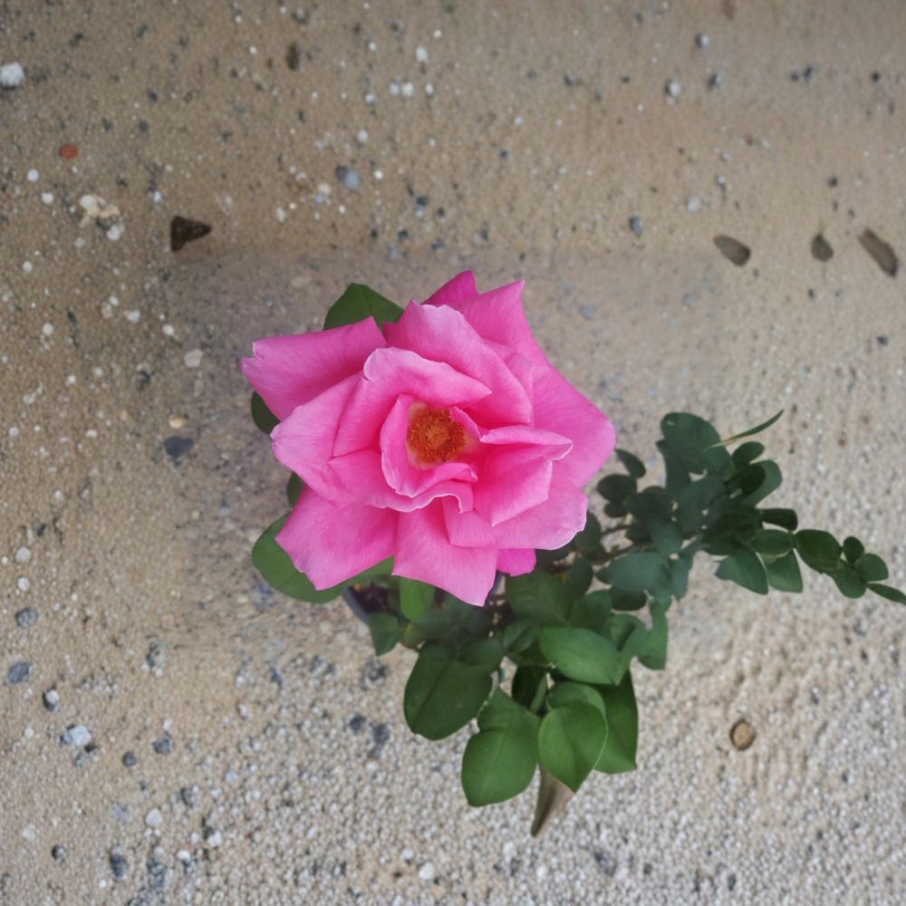 Perfume Delight Rose Live Plant | 3 Gallon | Fragrant Pink Blooms | Rosa Hybrid Tea | Easy Care Flowering Shrub