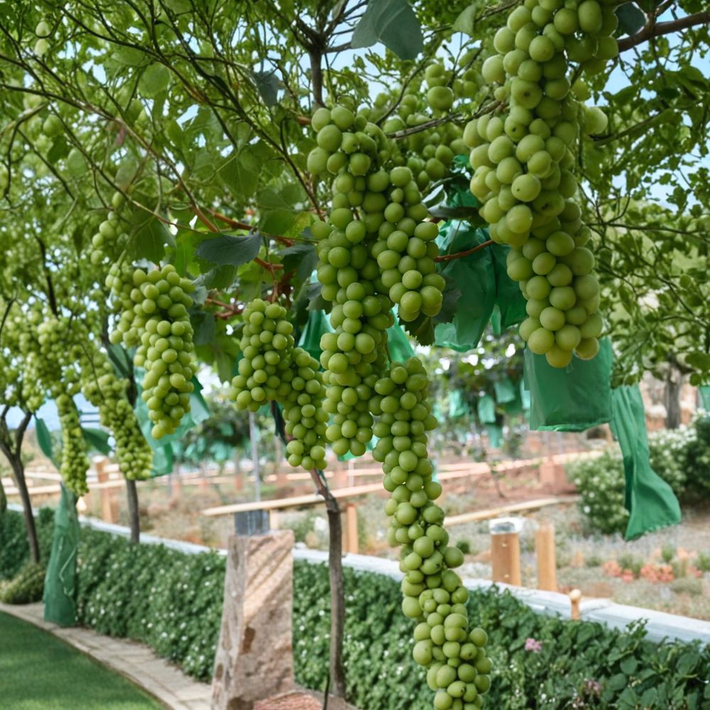 Shine Muscat Grape Plant 24" Potted Vine Vitis vinifera Premium Japanese Sweet Green Grape - 阳光玫瑰 晴王