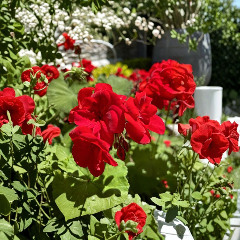 Red Geranium Cuttings | 6 Unrooted Dark Red Blooms | Pelargonium hortorum | Easy to Grow for Containers & Patios