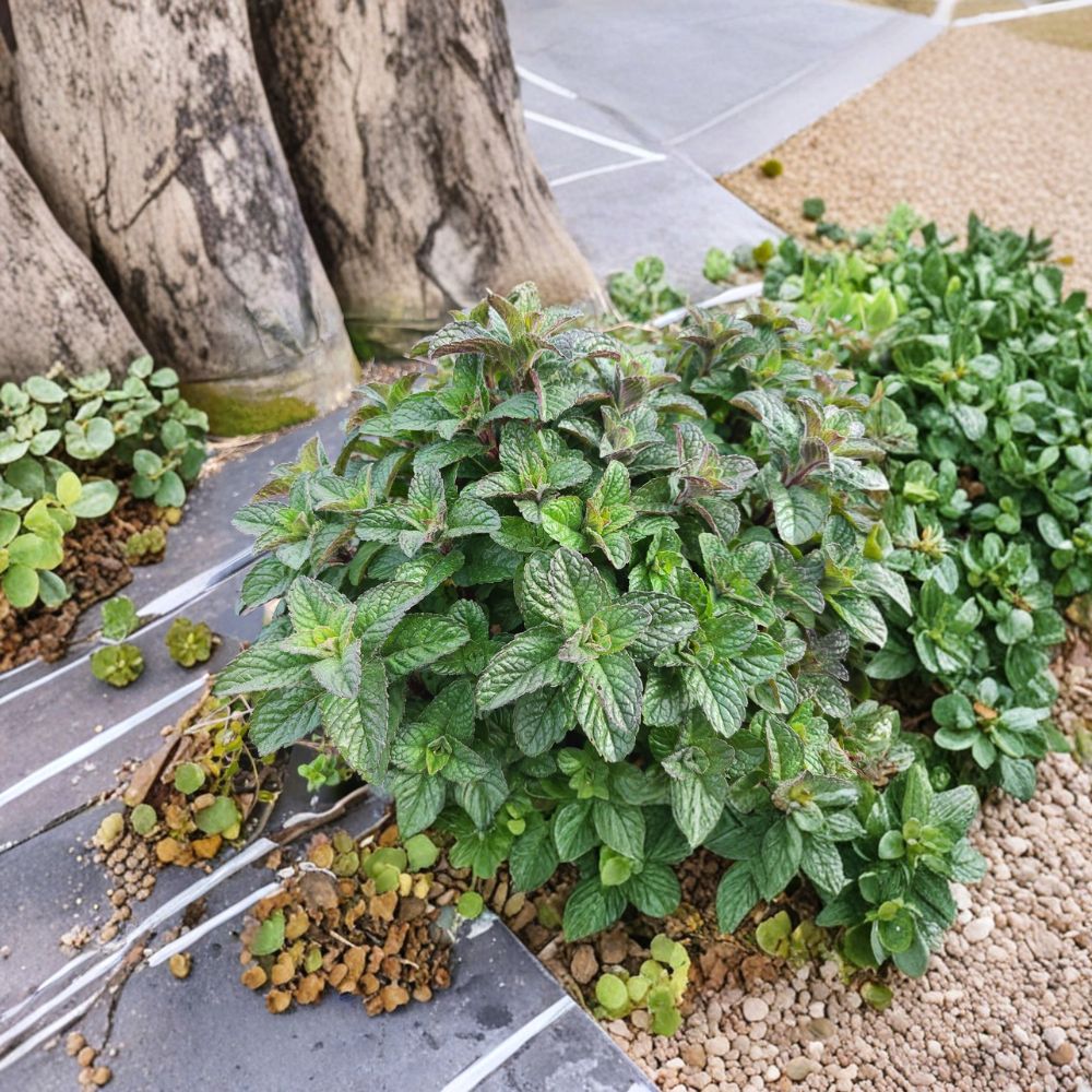 Berries and Cream Mint Cuttings | 3 Organic Unrooted Cuttings | Mentha x piperita | Fruity Culinary Herb for Home Gardening