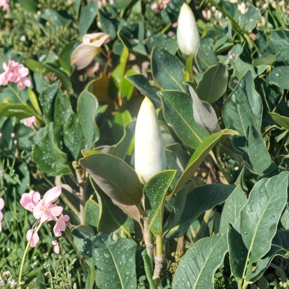 Southern Magnolia Tree - 5 Gallon Live Plant - Evergreen Shade Tree with Large Fragrant White Blooms - Magnolia grandiflora