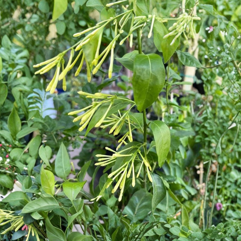Night Blooming Jasmine Starter Plants Set of 4 | Fragrant Evergreen Shrubs | Cestrum nocturnum | Patio & Garden Ready