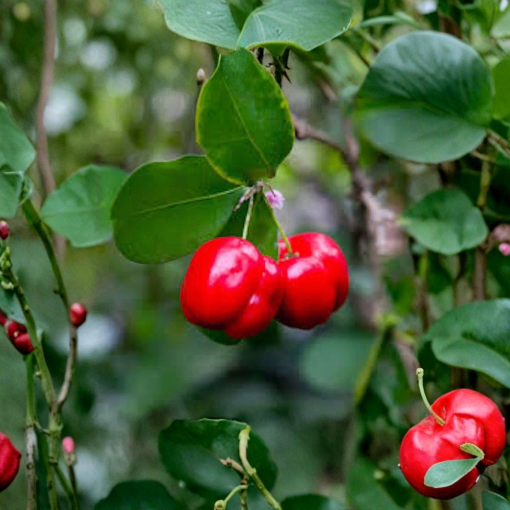 Barbados Cherry Tree Starter Plug - 3-4 Inch Acerola Fruit Plant - Malpighia emarginata - Tropical Vitamin C Shrub - Bare Root