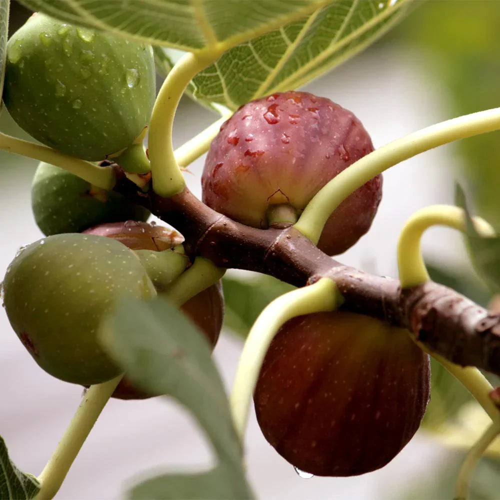 Little Miss Figgy Fig Tree Cuttings (Unrooted) - Ficus carica Dwarf Variety - Fresh Scion Wood for Rooting & Propagation