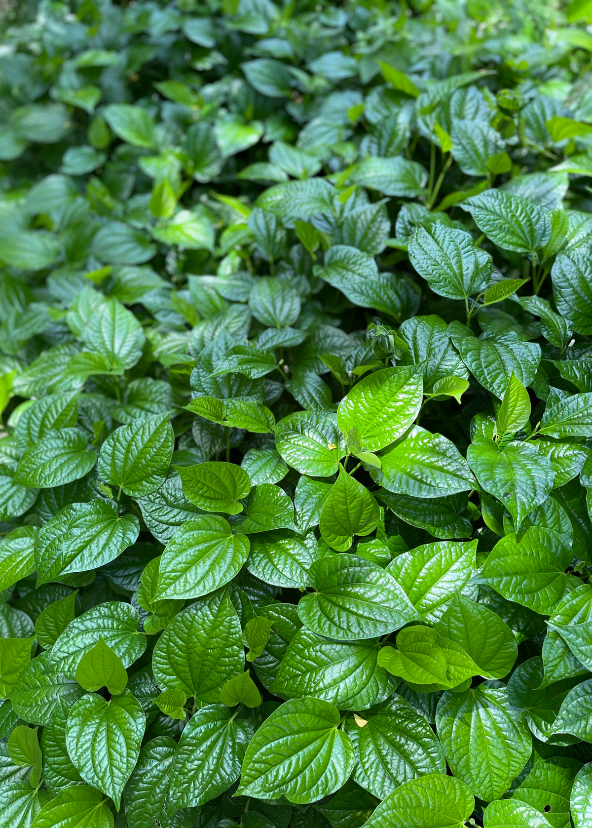 Lolot (Piper sarmentosum)