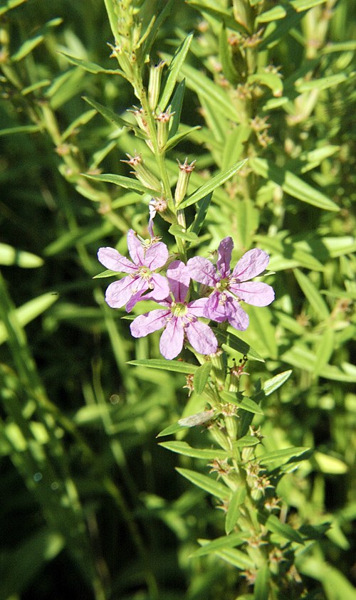 1000 Lythrum alatum Seeds | Winged Loosestrife | Native Pollinator-Friendly Perennial for Wetlands & Gardens