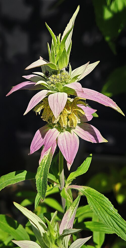 Spotted Bee Balm Seeds - 100 Count - Monarda punctata - Native Wildflower for Pollinators - Medicinal Plant - Drought Tolerant