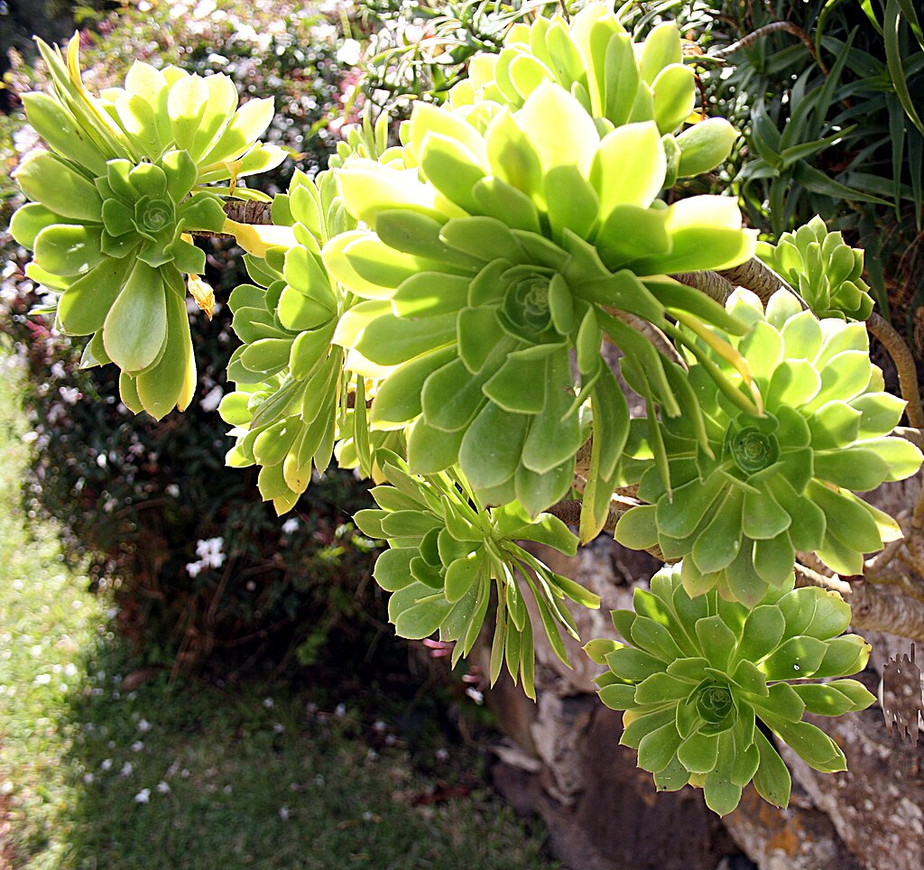 Aeonium Arboreum Cuttings - 2 Fresh Unrooted Stems | Irish Rose Succulent | Easy to Root | Rare Indoor Outdoor Plant