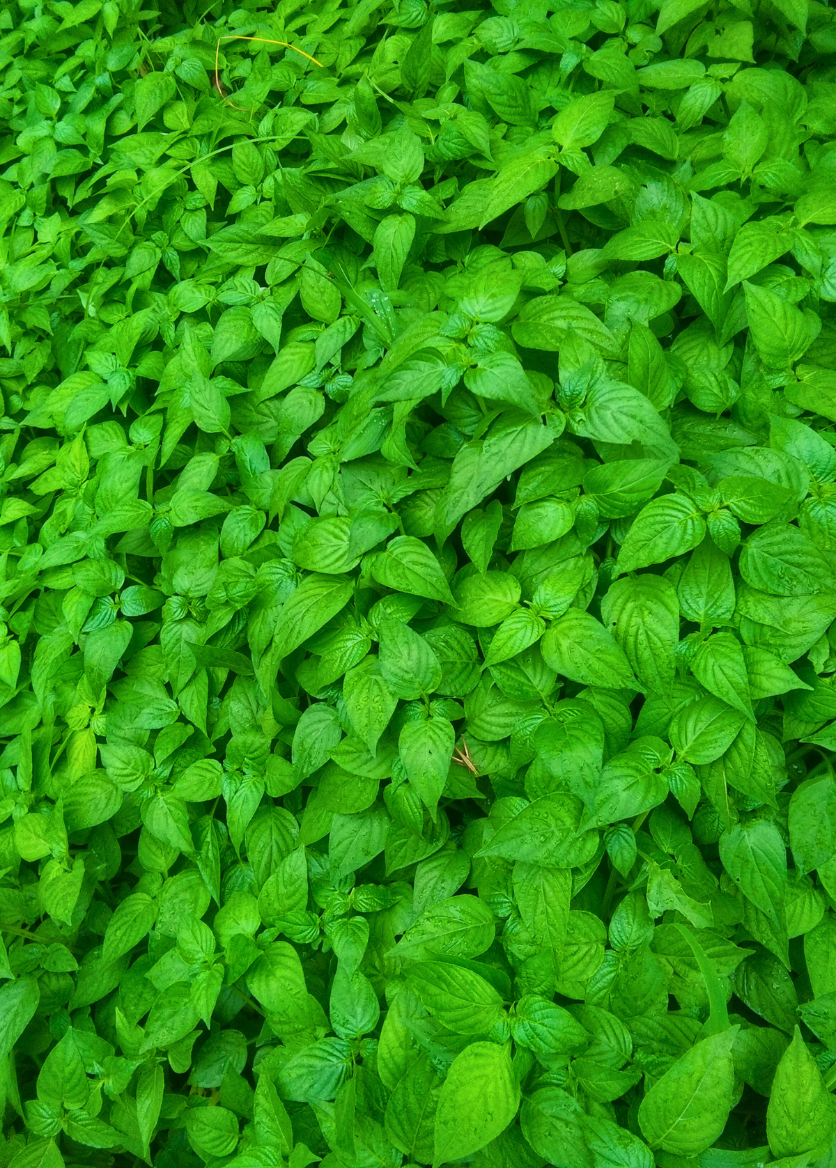 Magenta Leaf Plant, Lá Cẩm (Peristrophe roxburghiana)