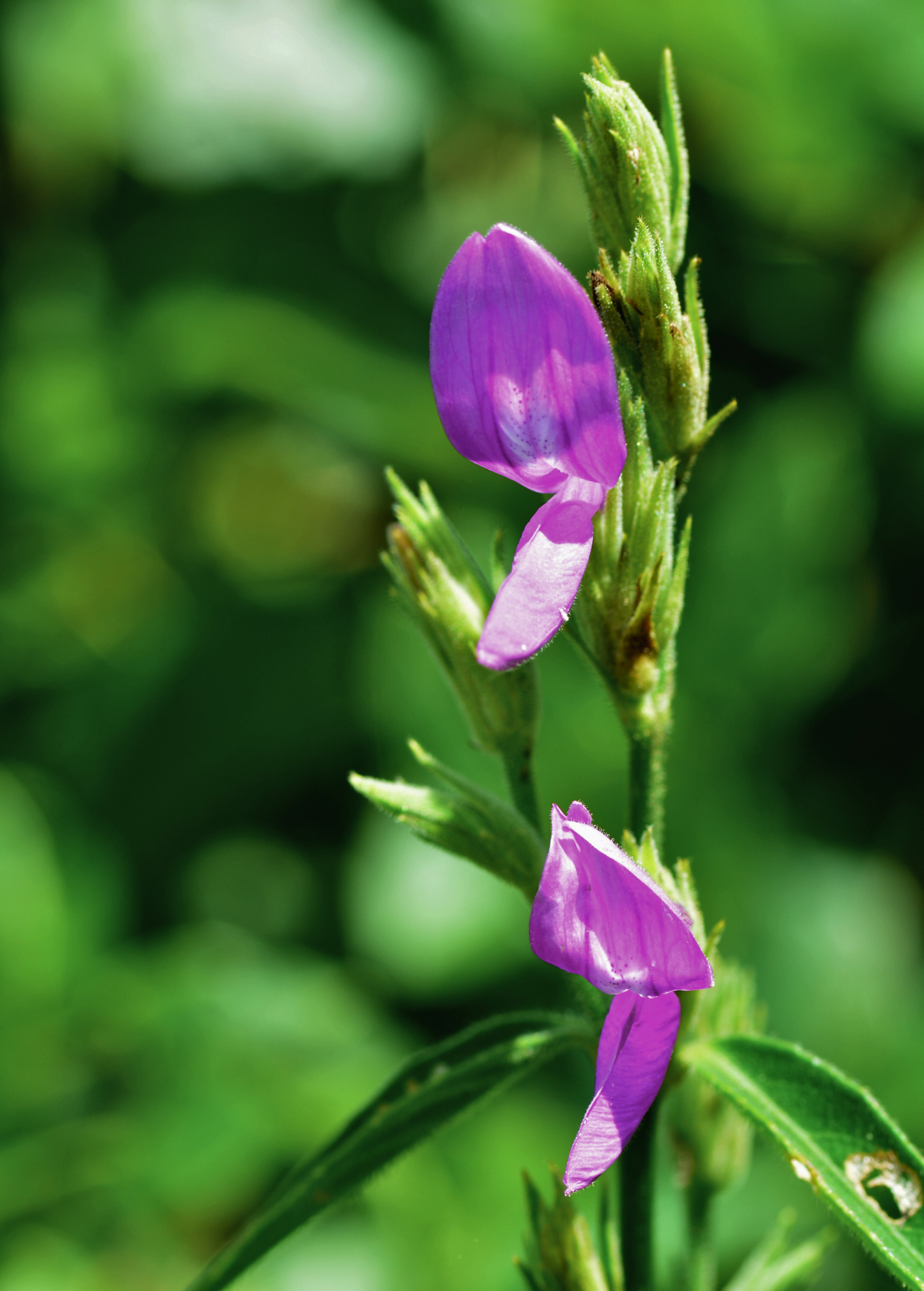 Magenta Leaf Plant, Lá Cẩm (Peristrophe roxburghiana)