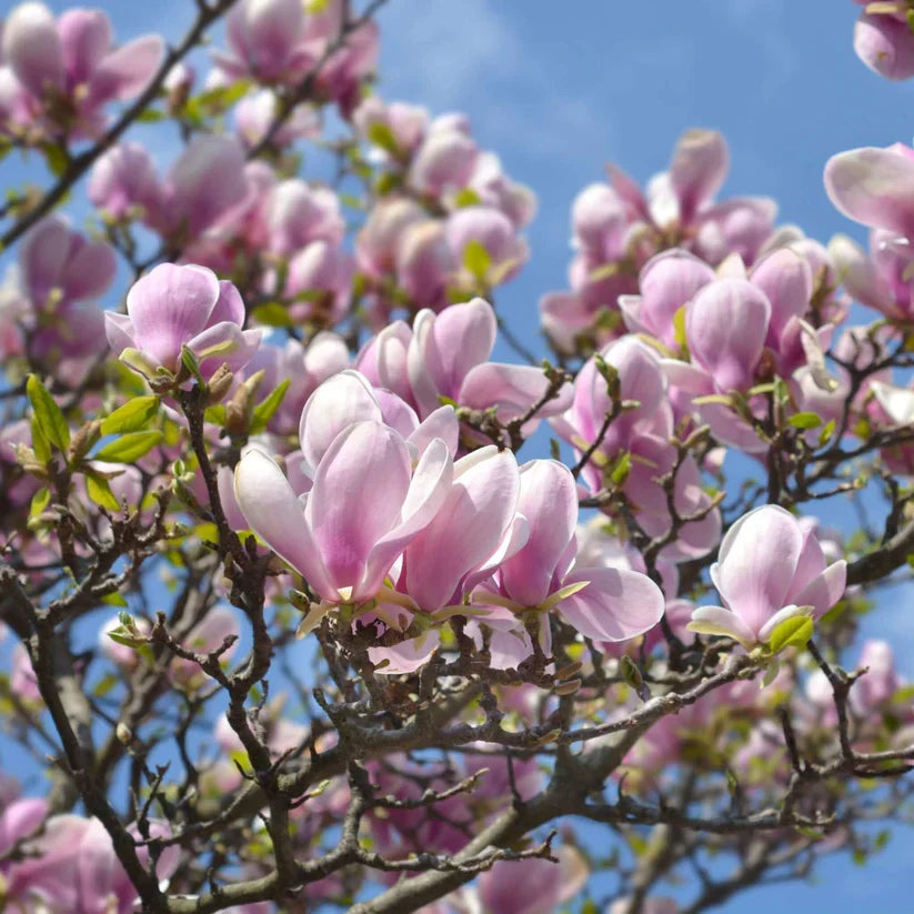 10 Unrooted Pink Saucer Magnolia Cuttings – Magnolia × soulangeana, Fragrant Blooms for Propagation, Spring Garden Starter