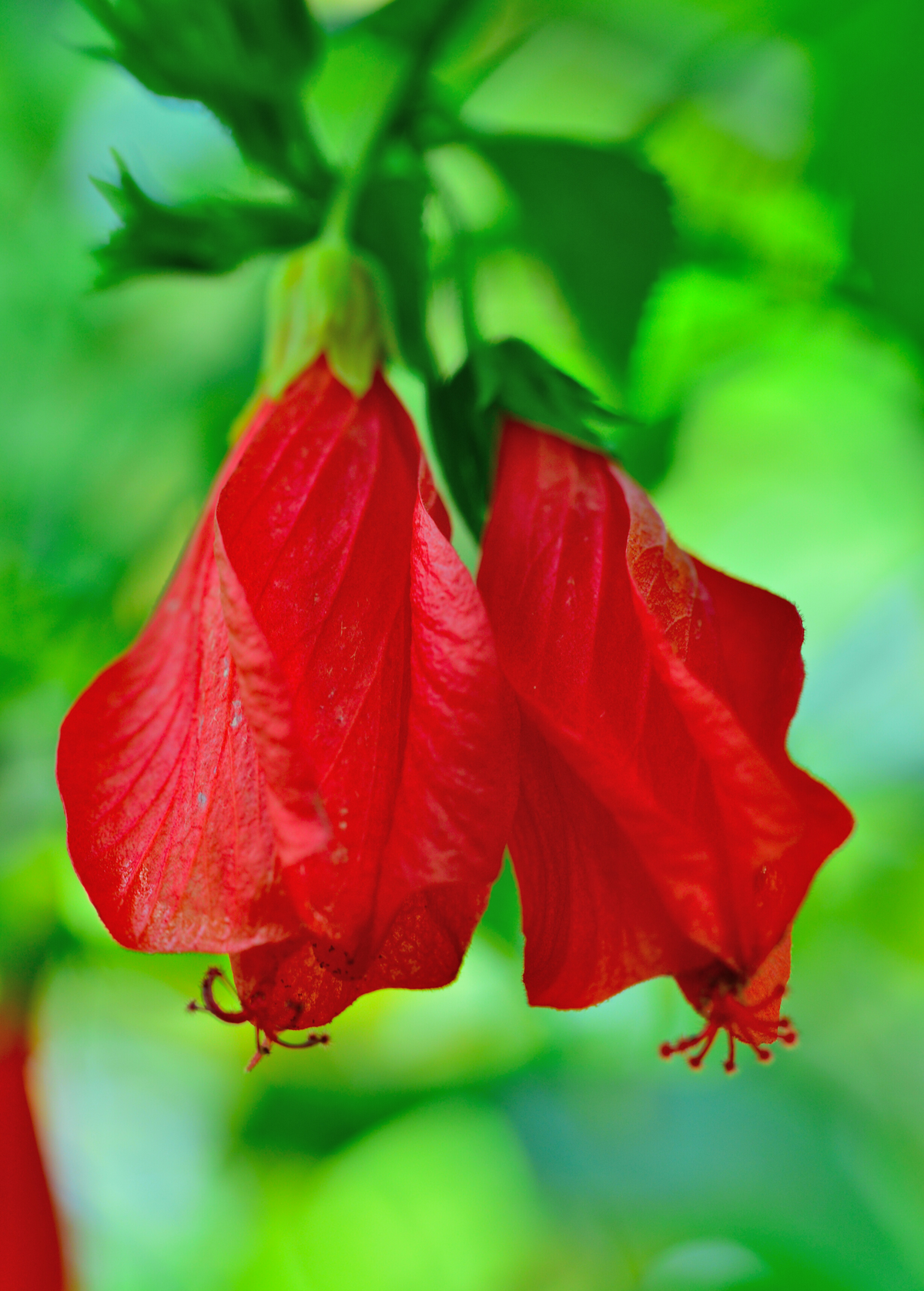 Turk's Cap (Malvaviscus arboreus)