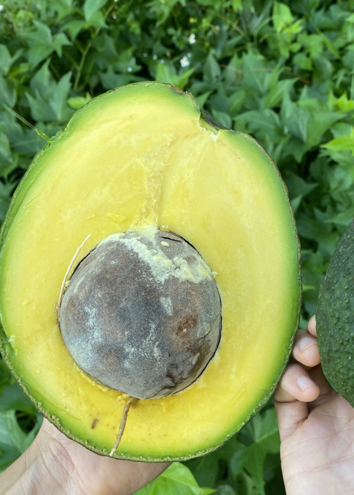 Avocado 'Marcus Pumpkin' (Persia americana)